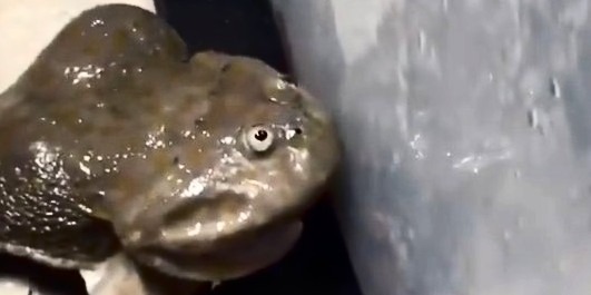 An image of a frog that with dethrone me